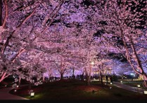 夜樱花开农文旅融合点亮“春日经济”